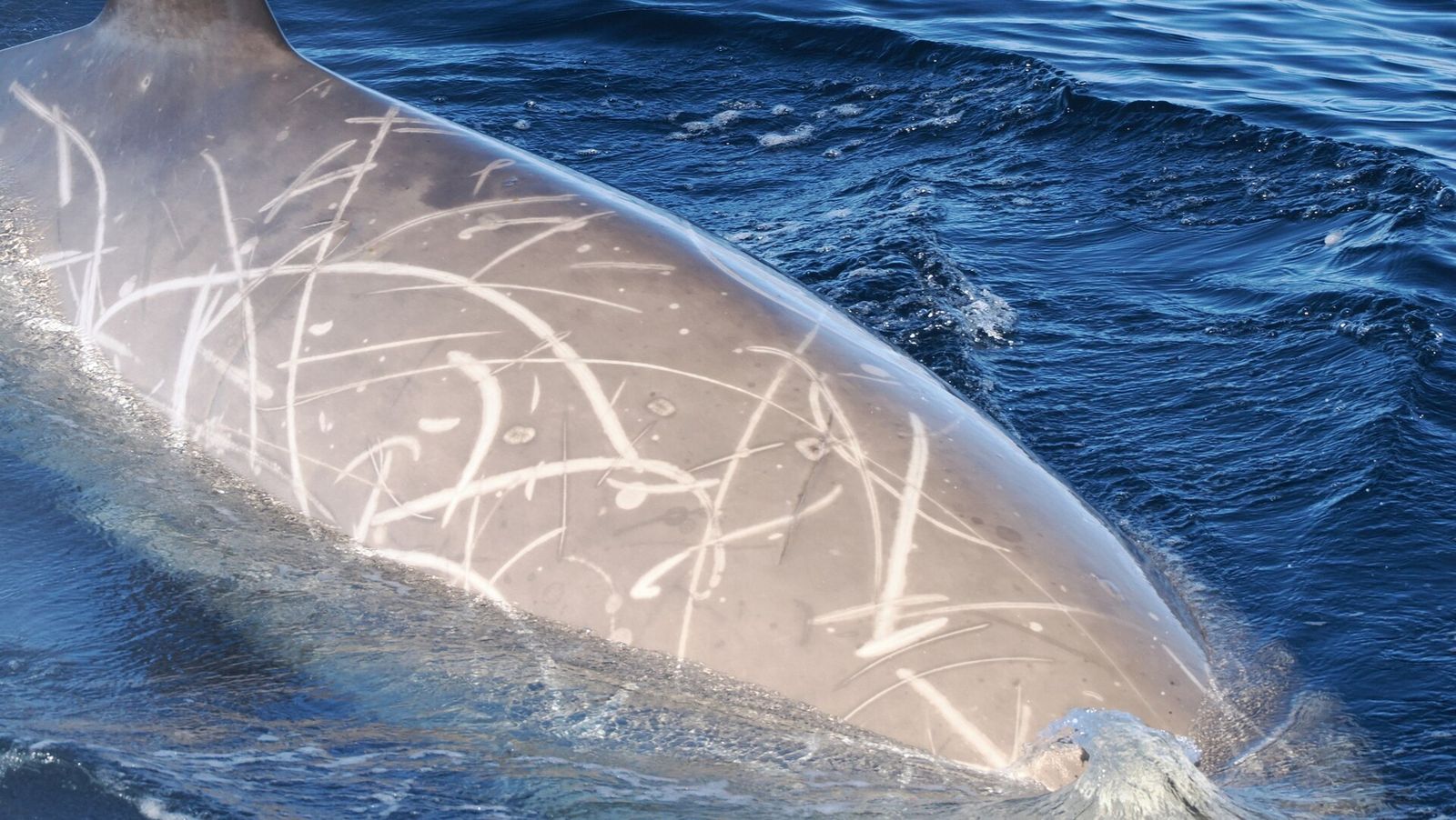 Southern Bottlenose Whale