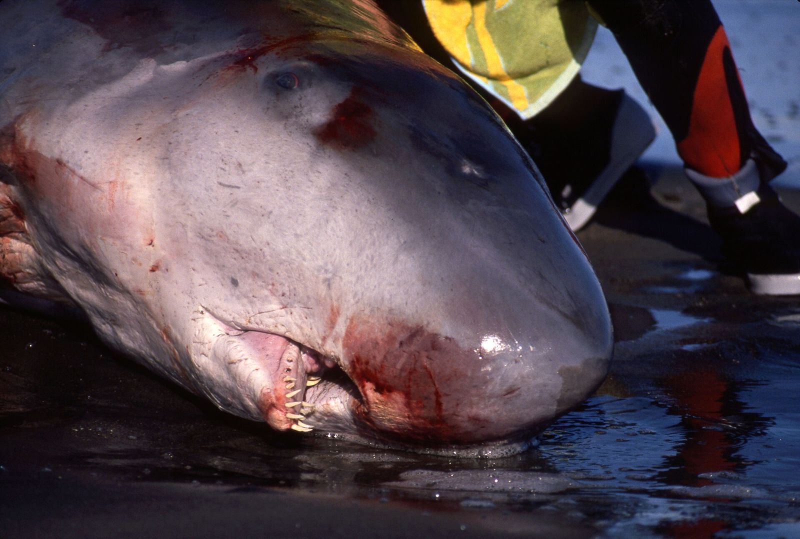 Pygmy Sperm Whale