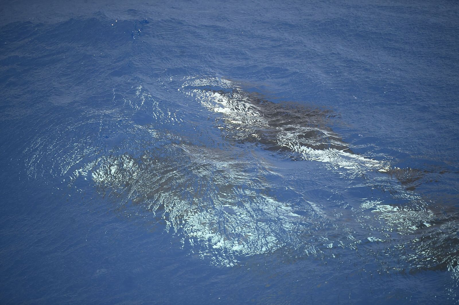 Hourglass Dolphin
