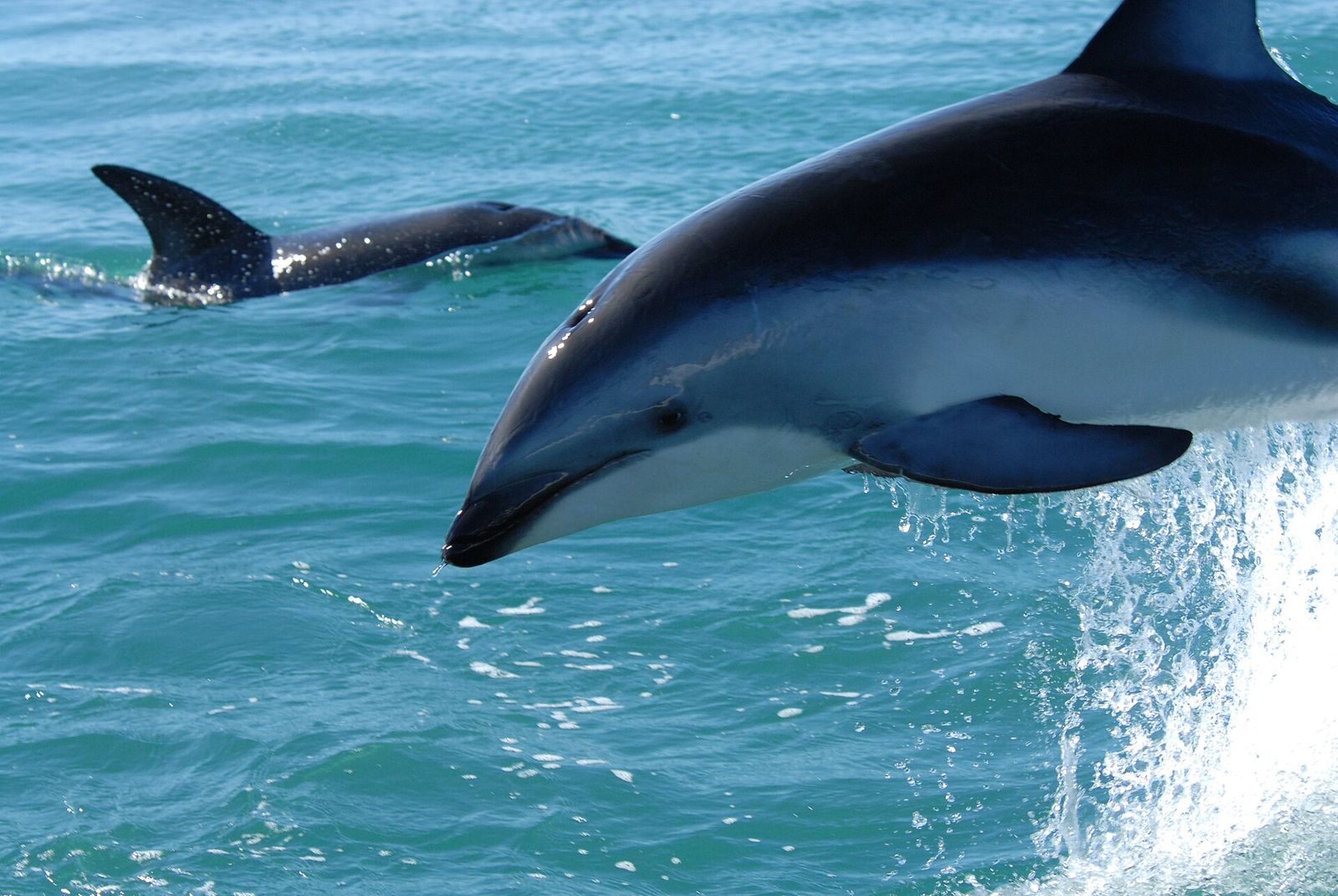 Dusky Dolphin
