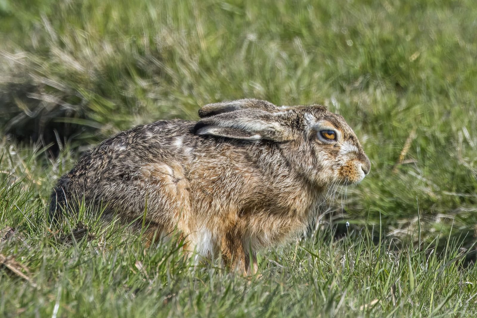European Hare