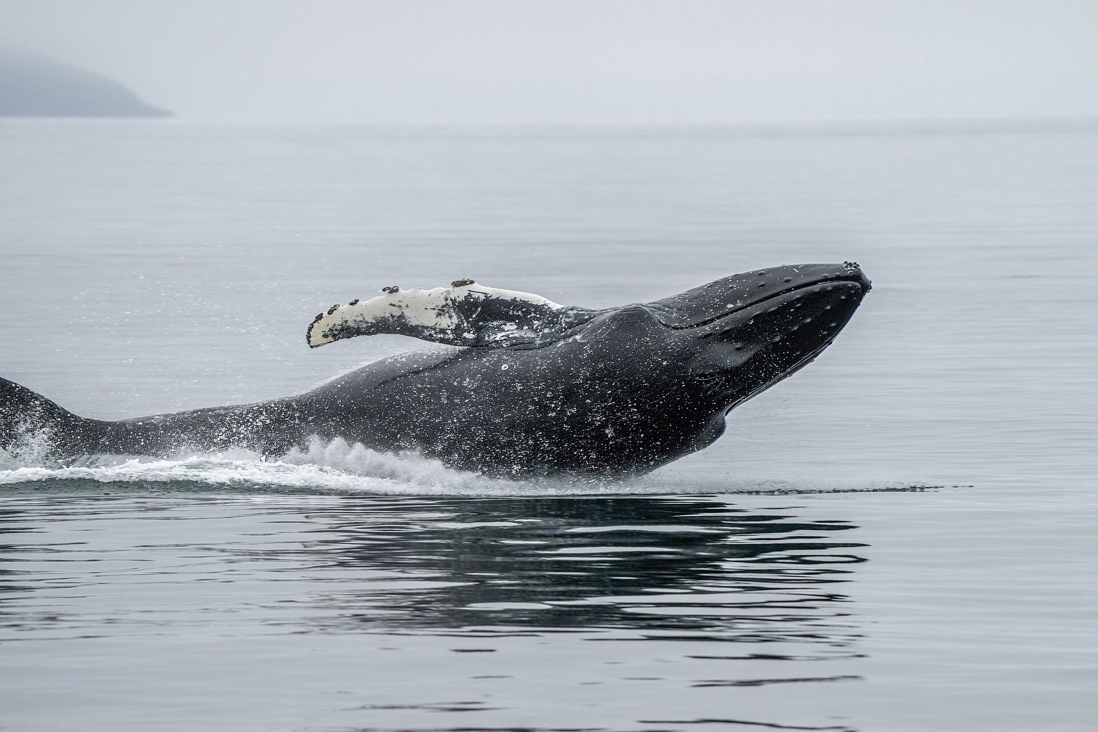Southern Humpback Whale