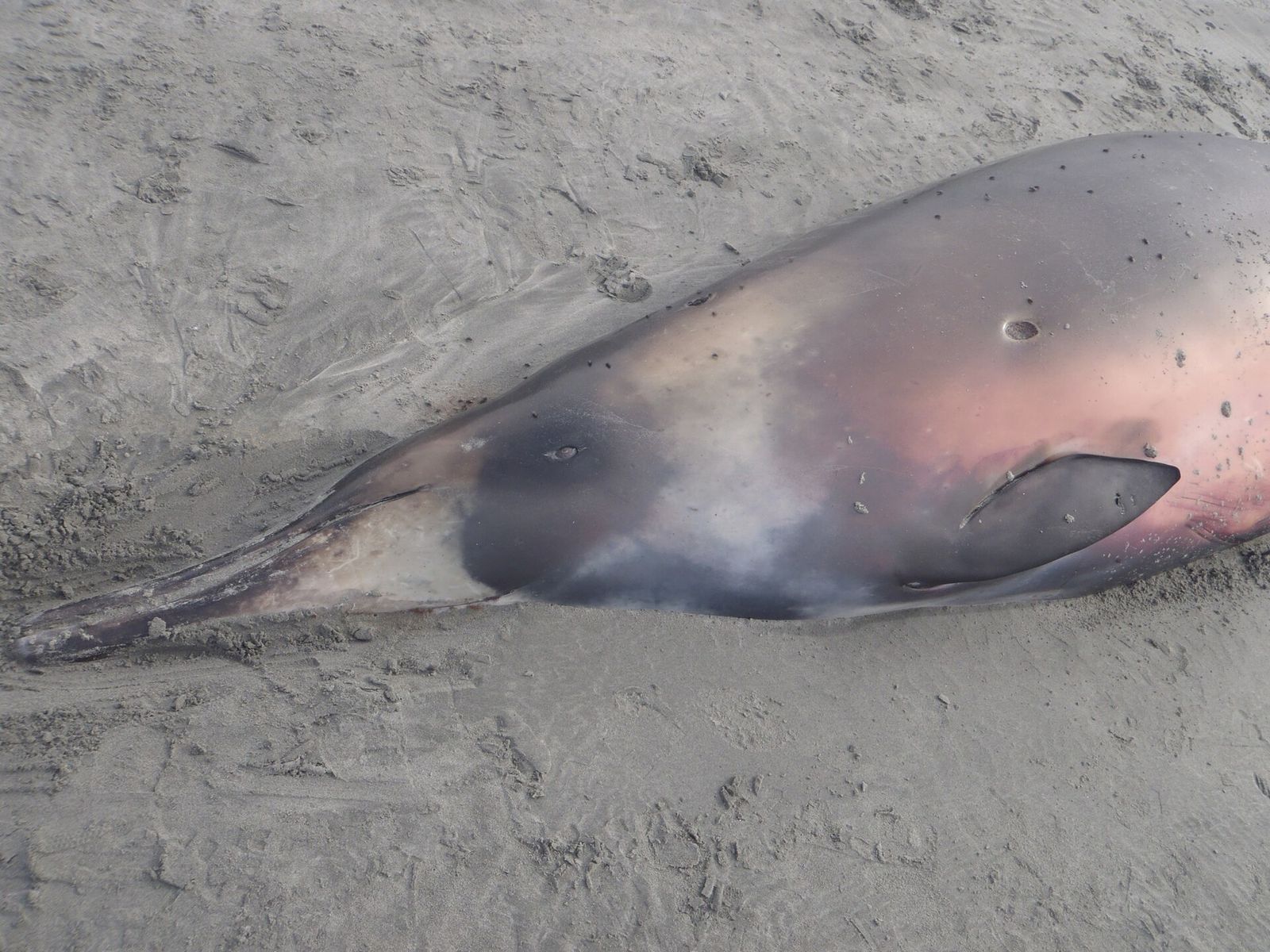 Gray's Beaked Whale