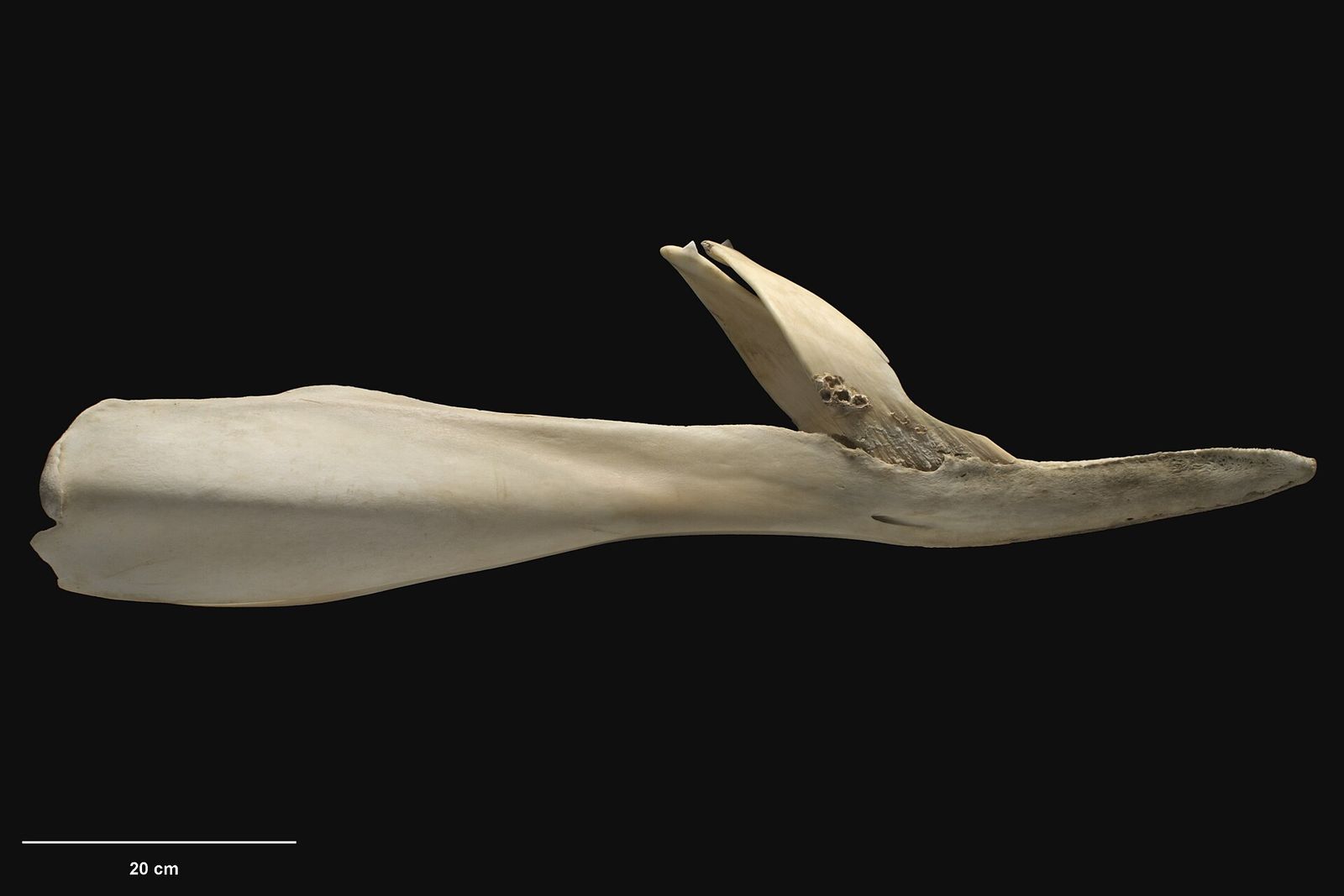 Strap-toothed Whale