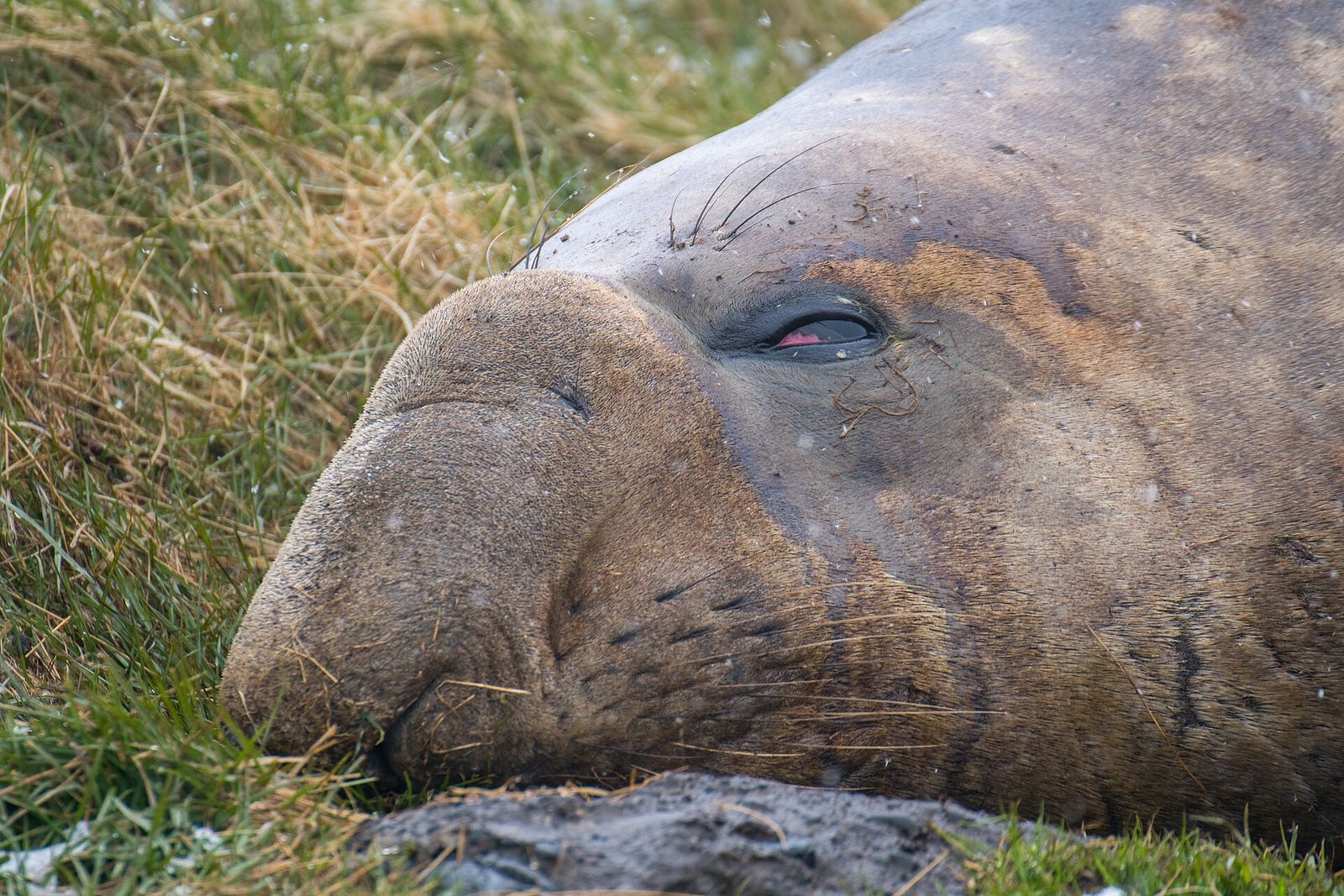 Southern Elephant Seal