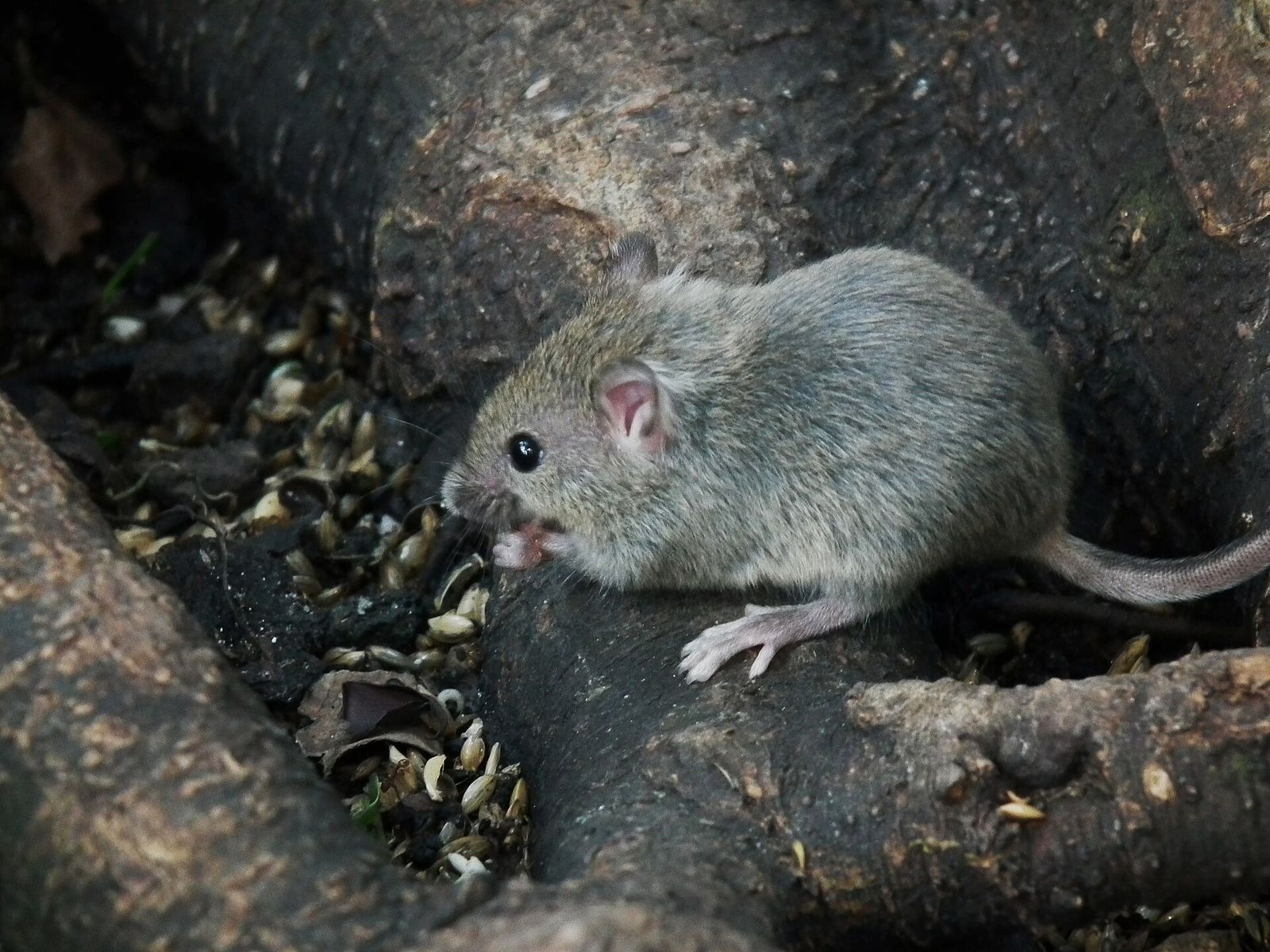 House Mouse