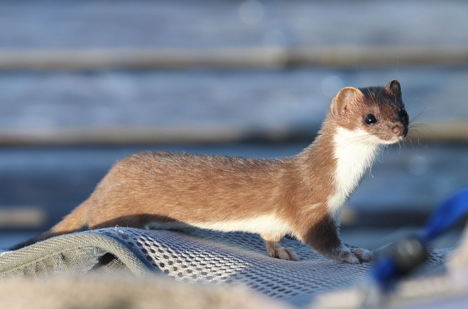 Stoat