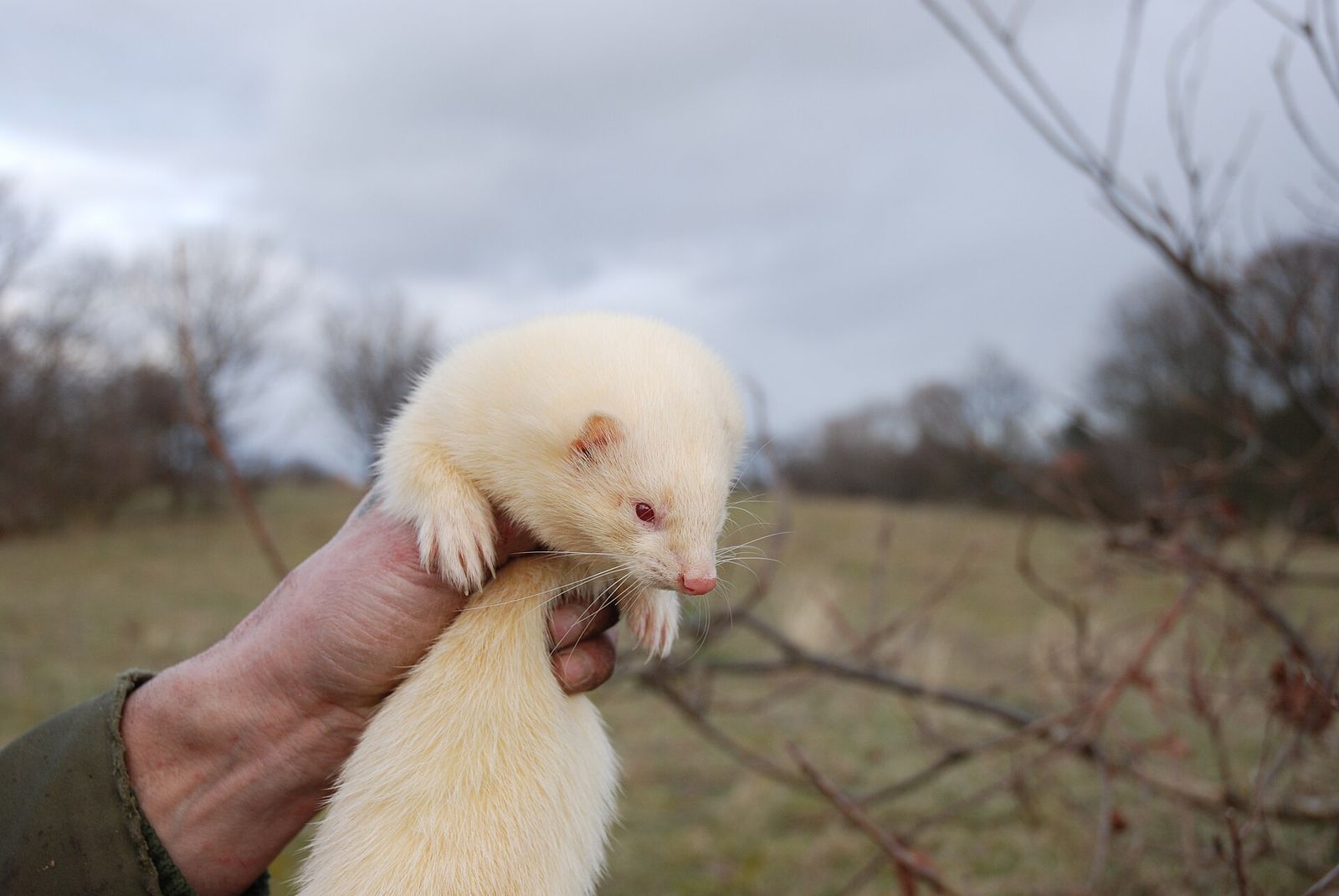 Ferret