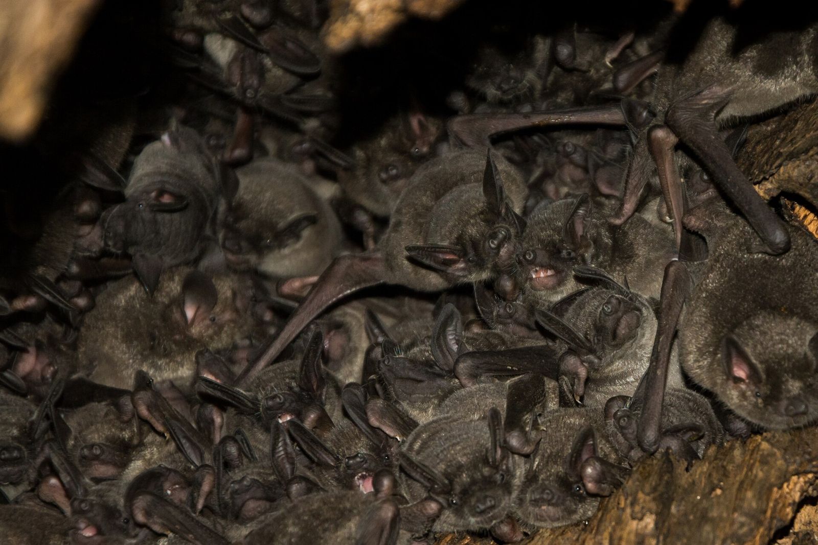 Lesser Short-tailed Bat