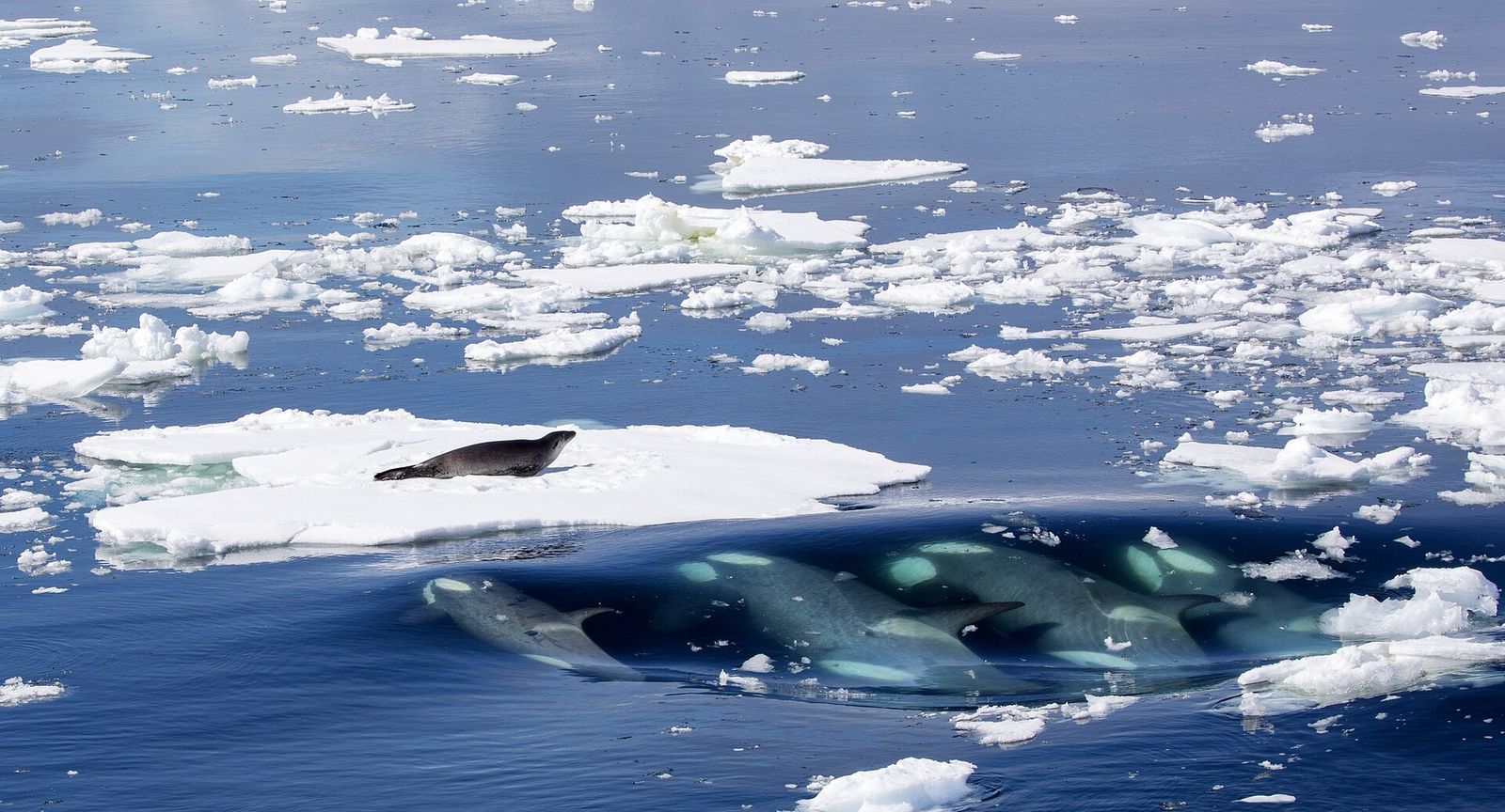 Orca / Killer Whale