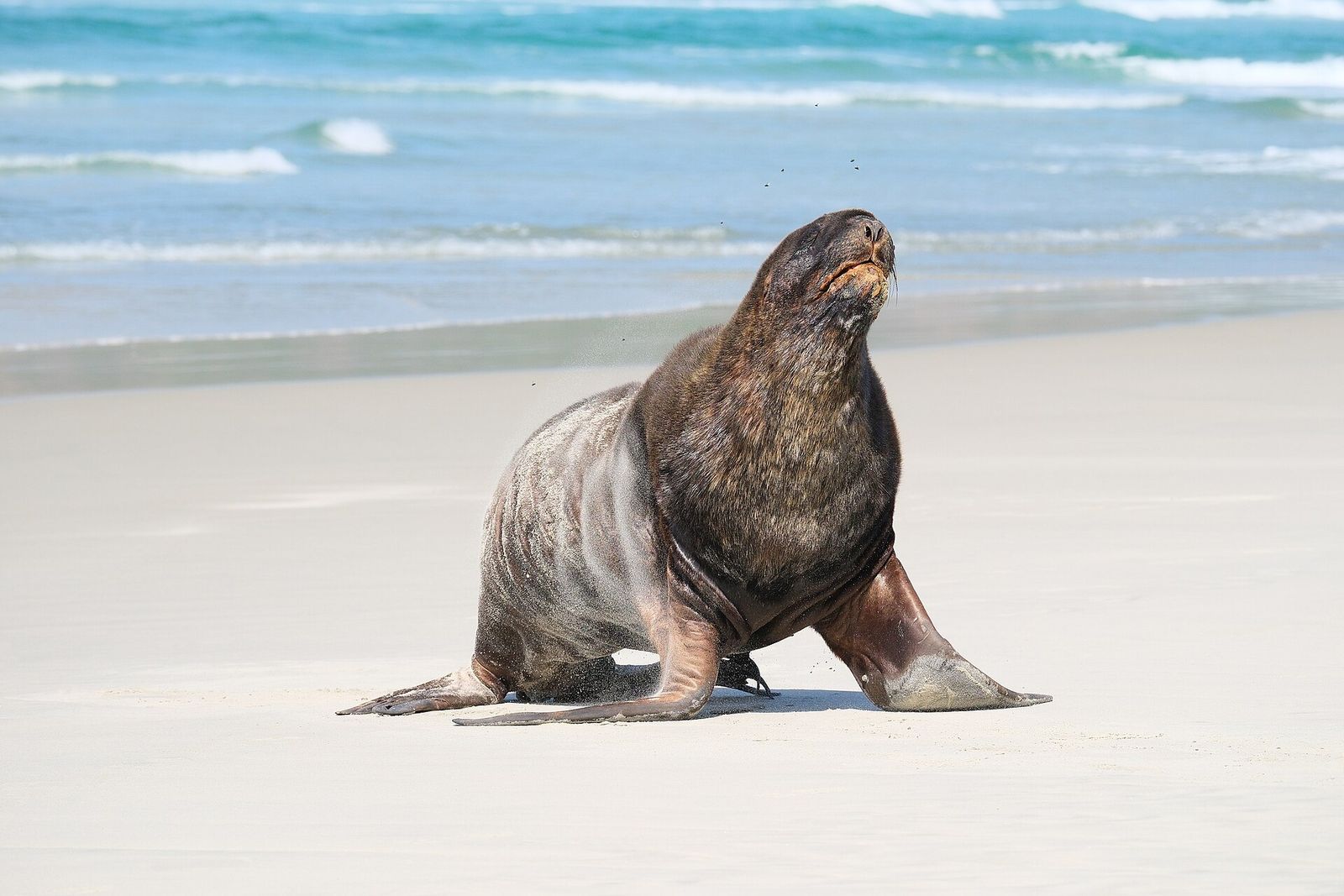 New Zealand Sea Lion