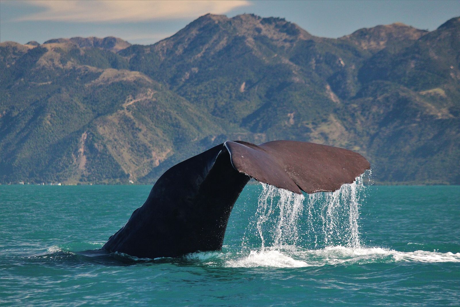 Sperm Whale