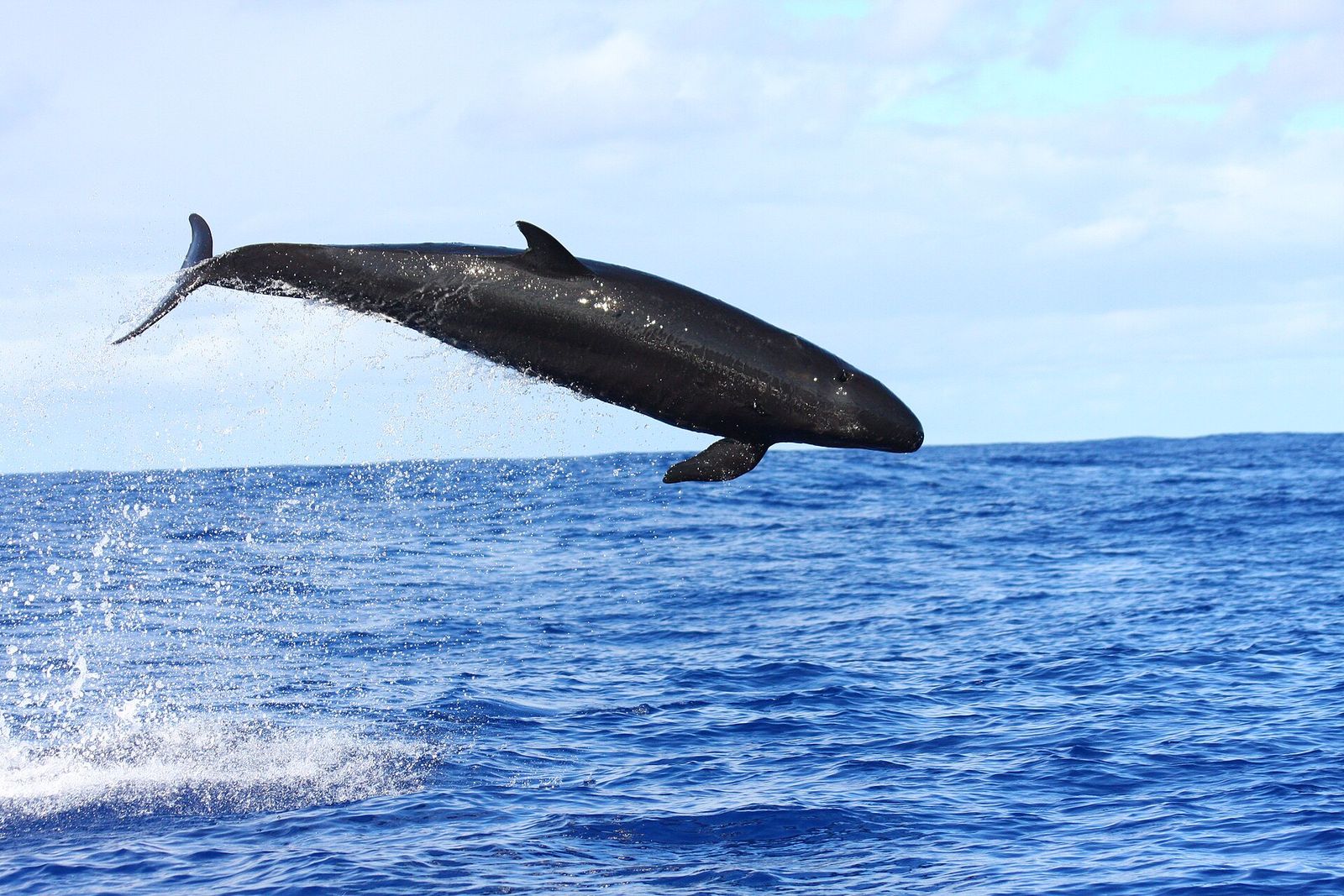 False Killer Whale
