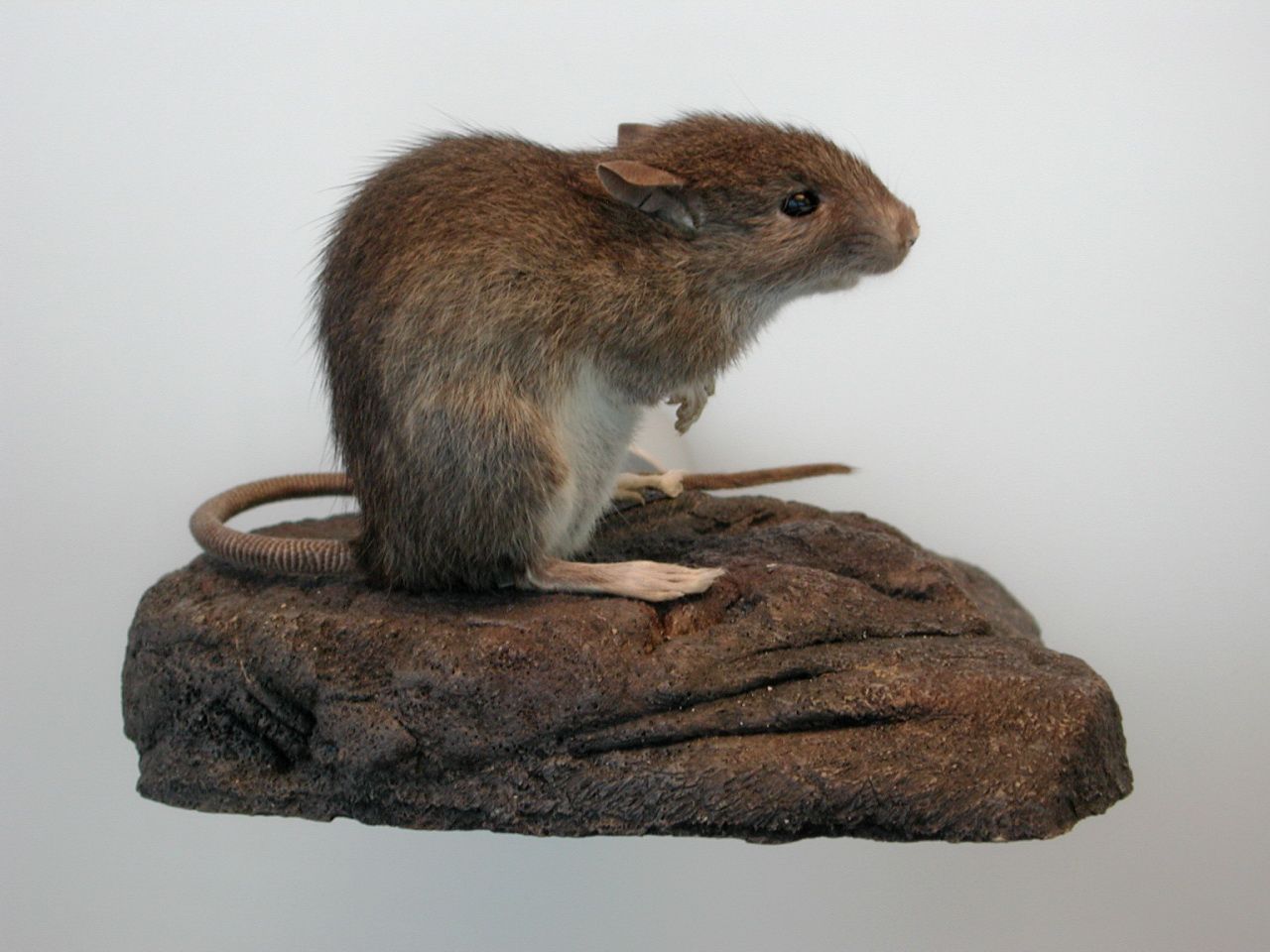 Pacific Rat