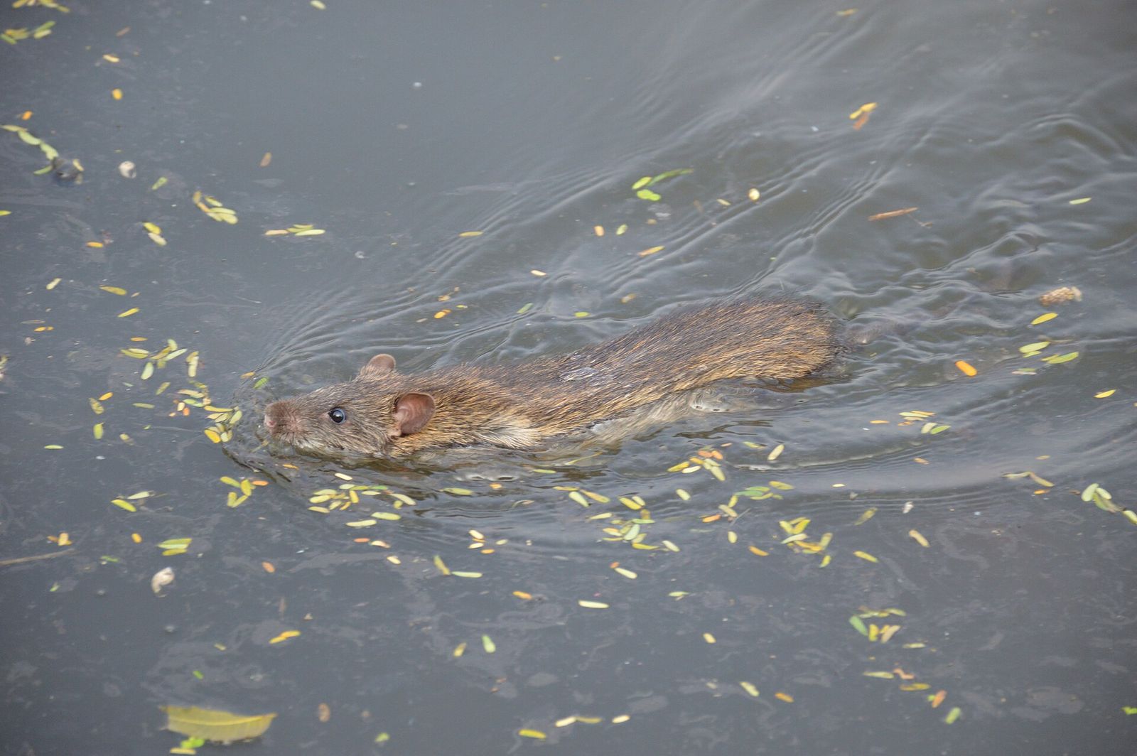 Norway Rat