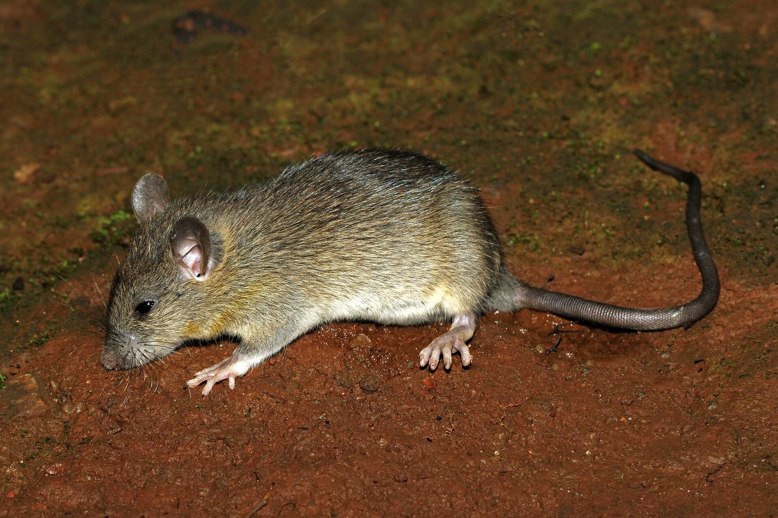 Ship Rat