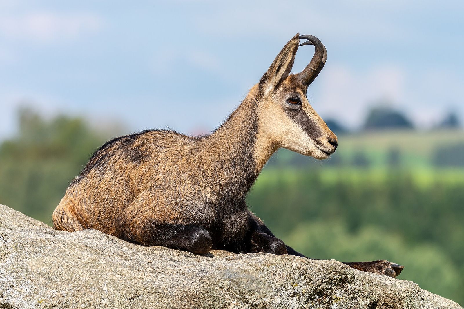 Chamois