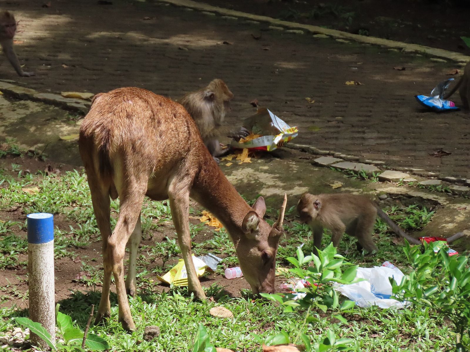 Rusa Deer