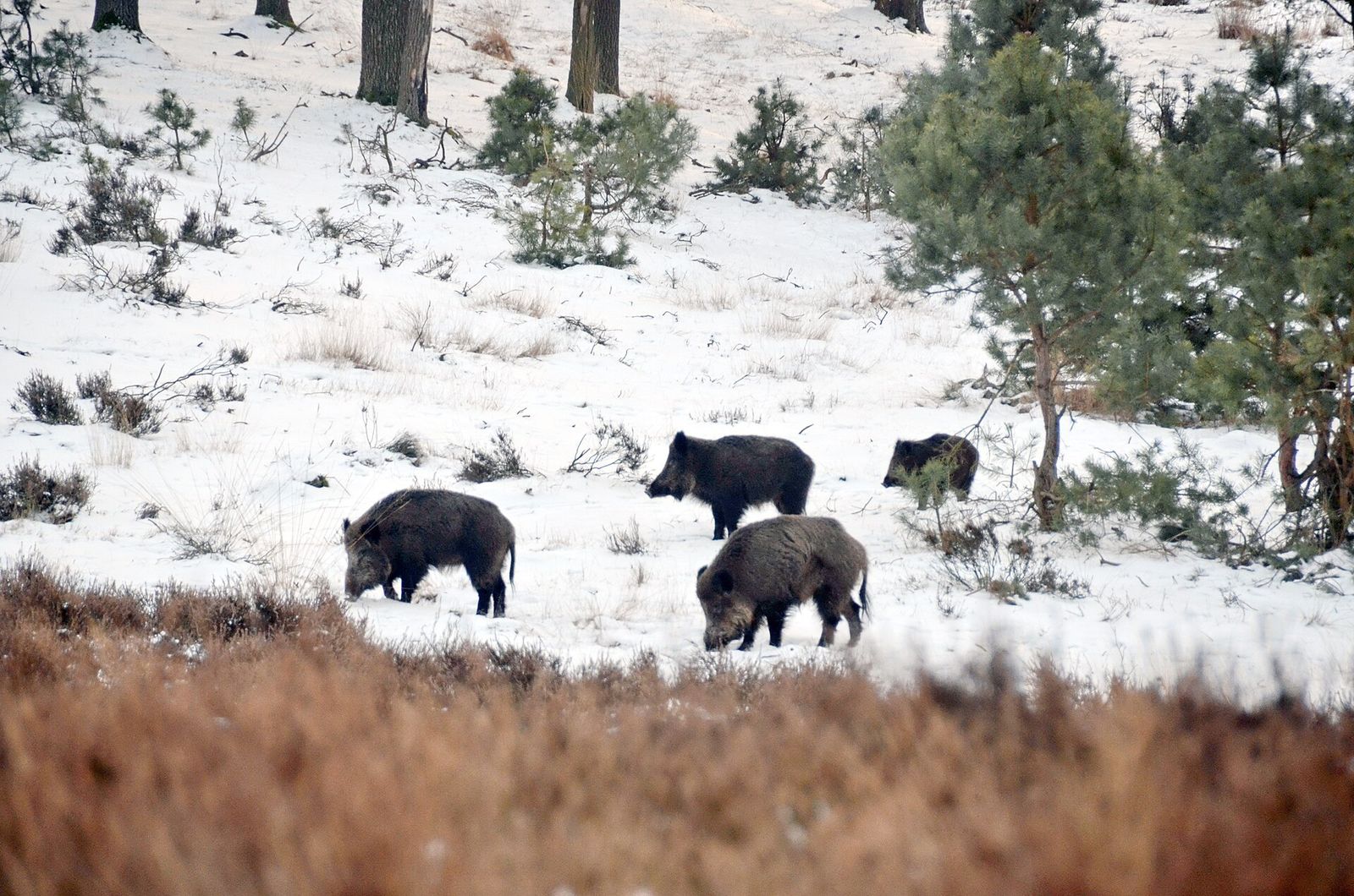 Feral Pig