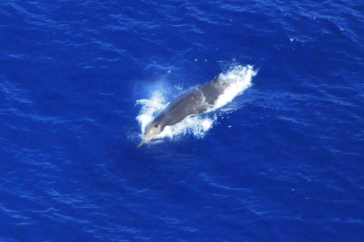 Shepherd's Beaked Whale