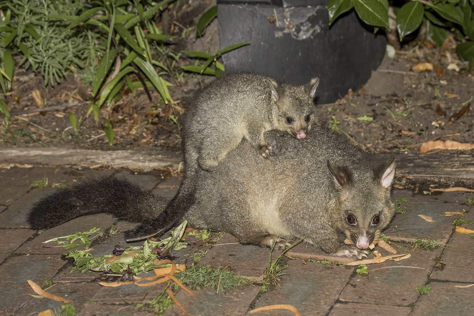 Common Brushtail Possum