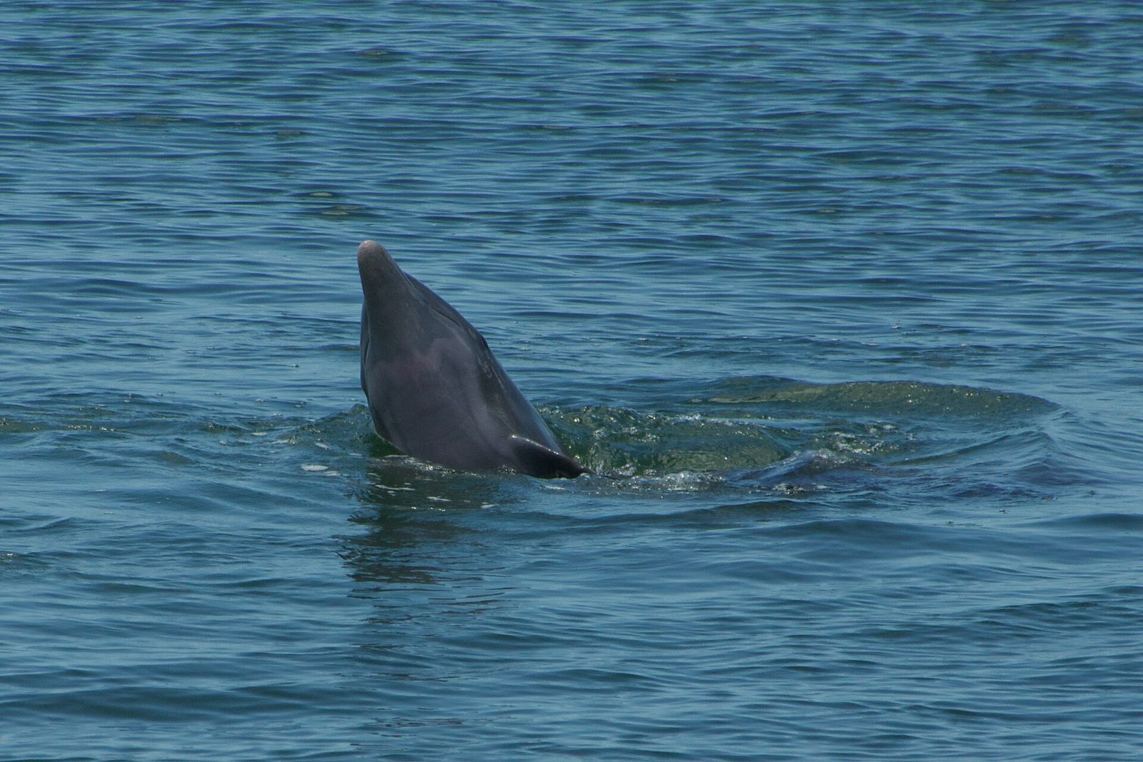 Common Bottlenose Dolphin