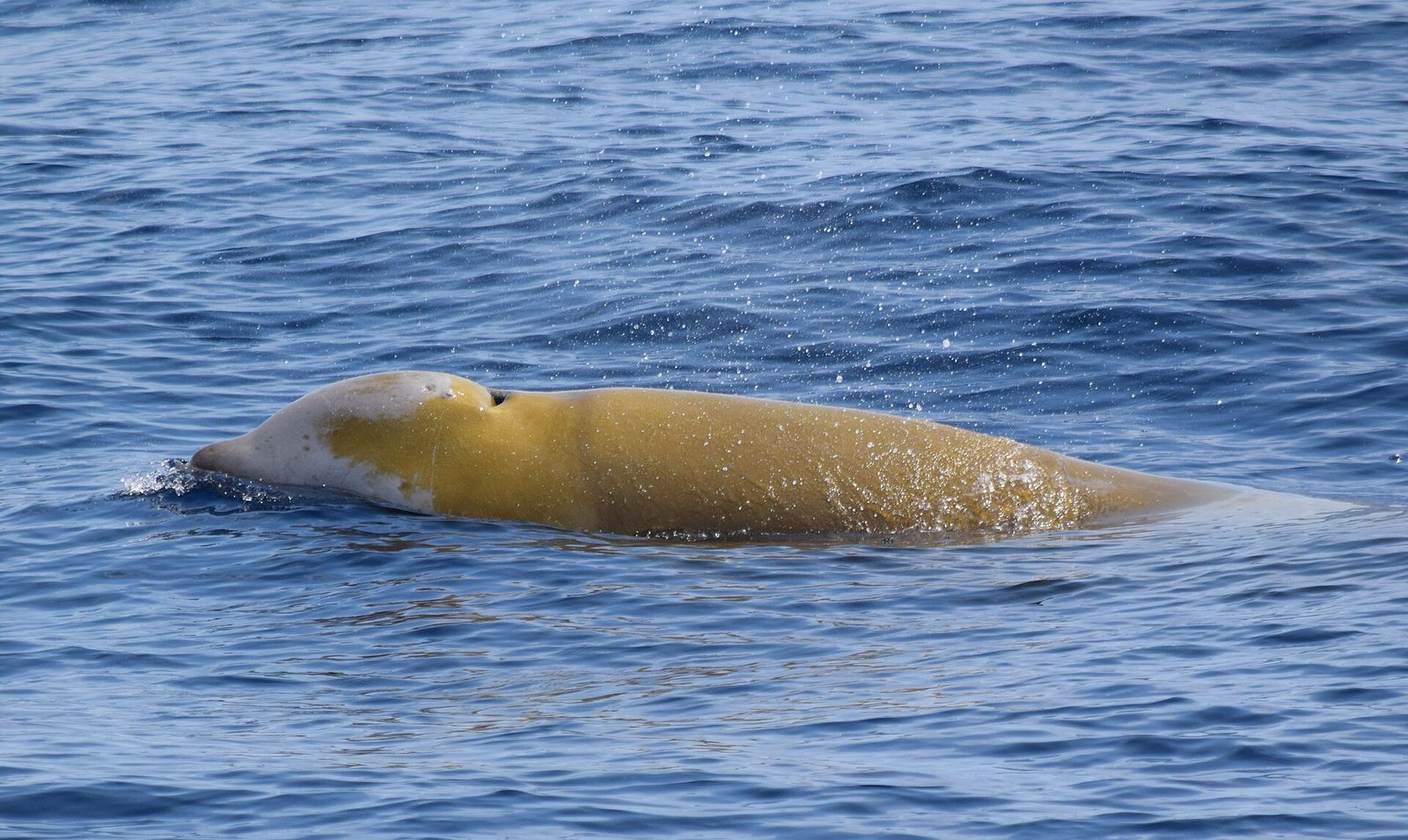 Goose-beaked Whale
