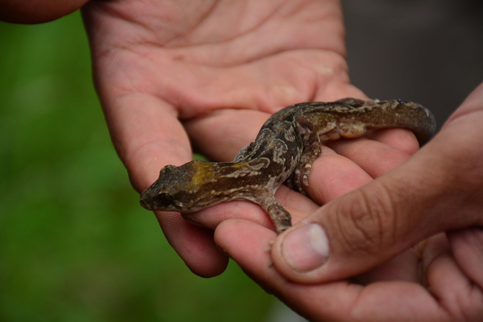 Pacific Gecko