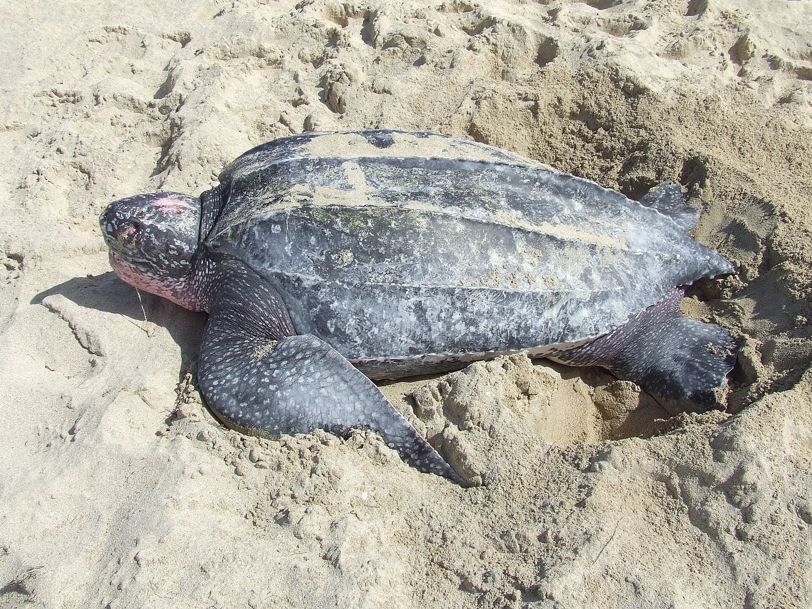 Leatherback Turtle