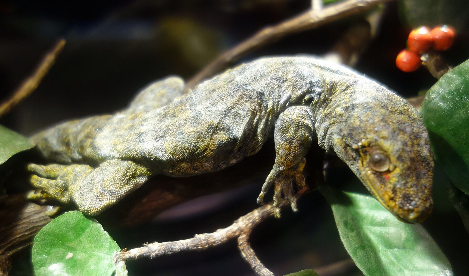 Duvaucel's Gecko