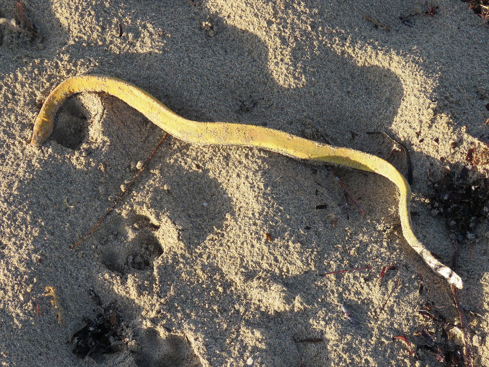 Yellow-bellied Sea Snake