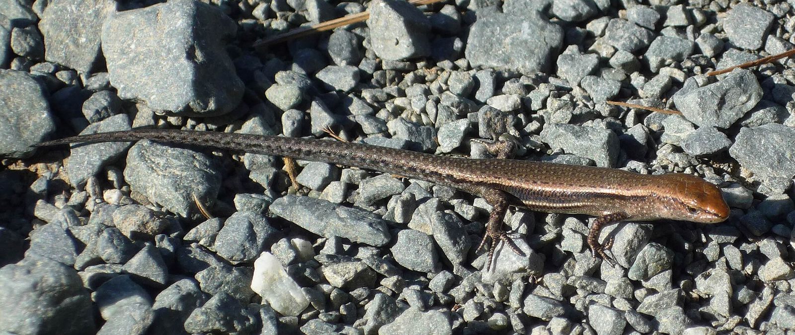 Plague Skink