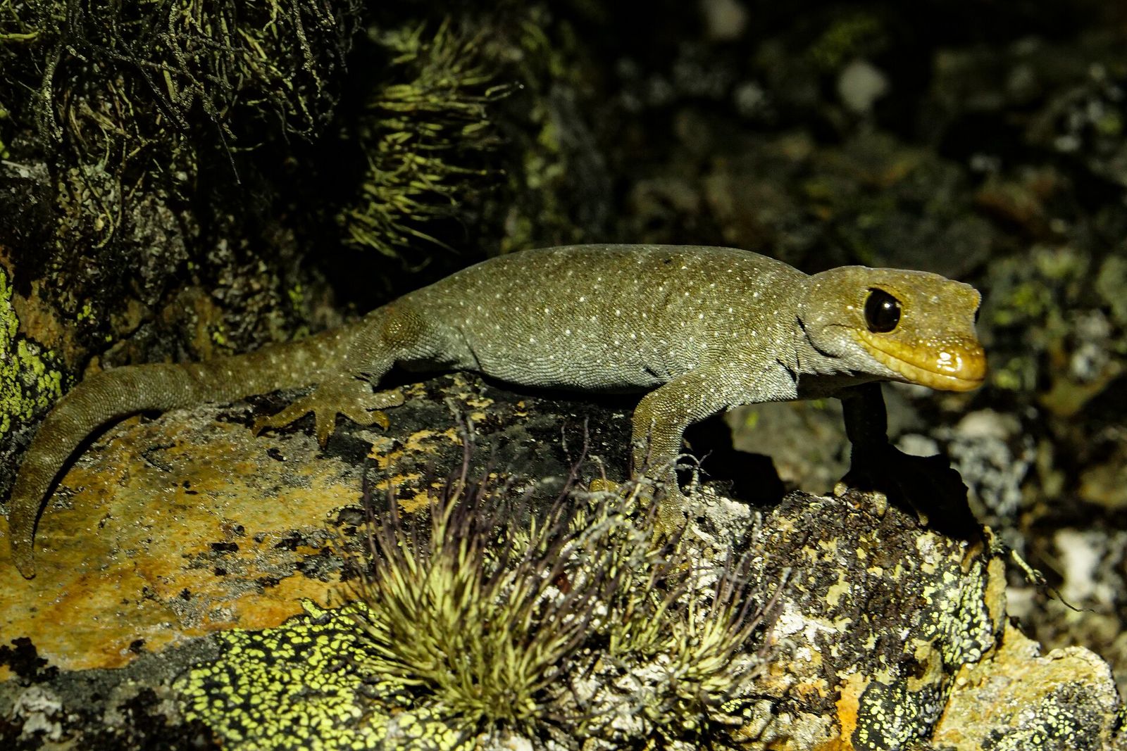 Hura Te Ao Gecko