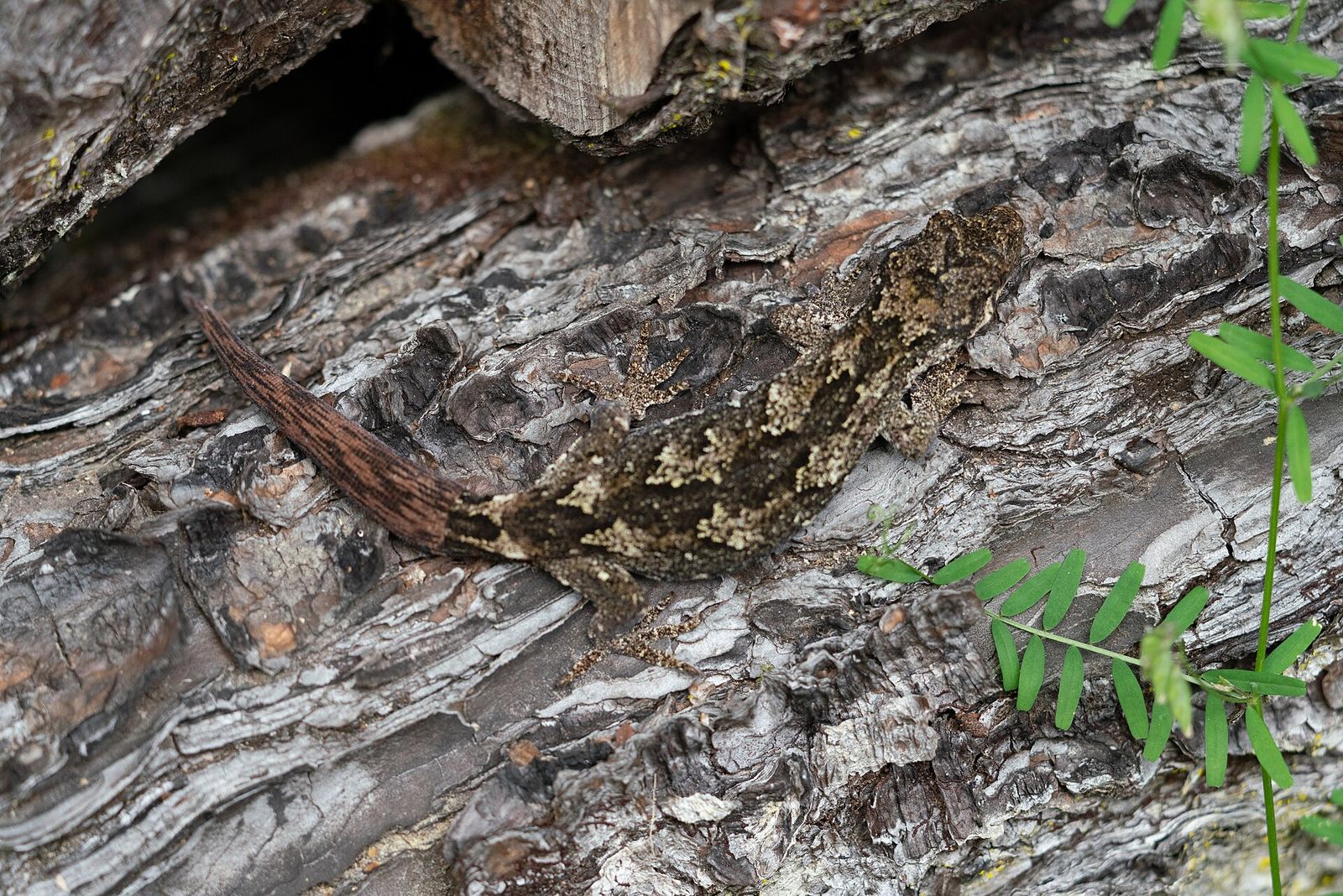 Forest Gecko