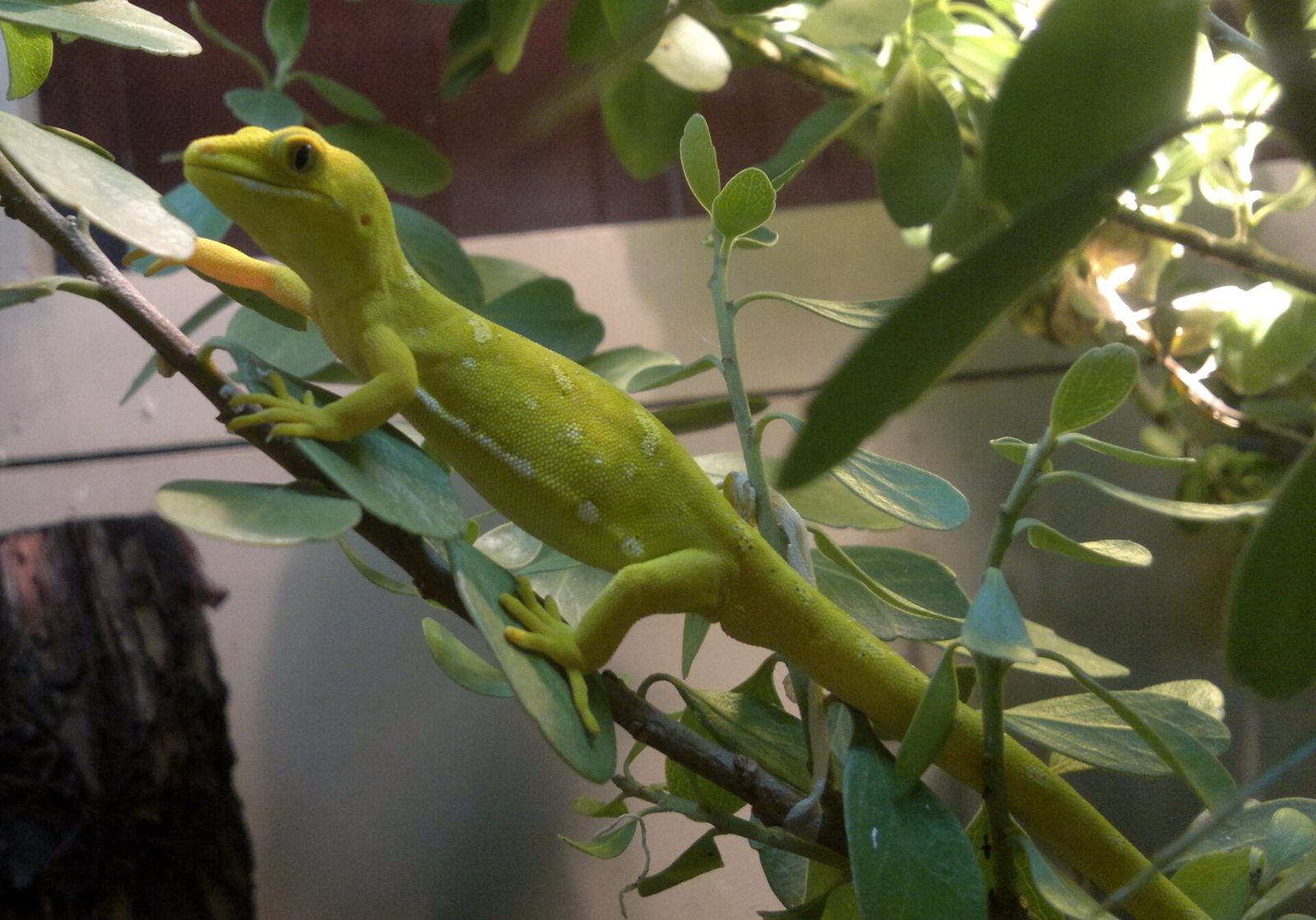 Elegant Gecko