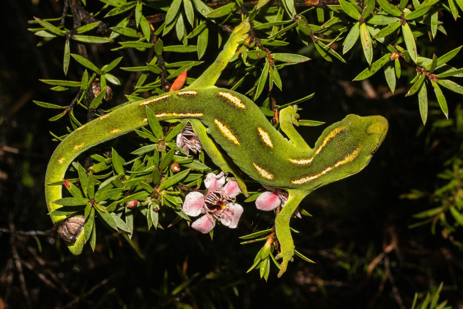Aupouri Gecko