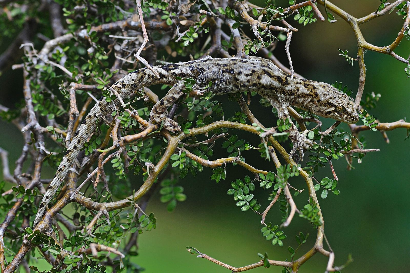 Jewelled Gecko