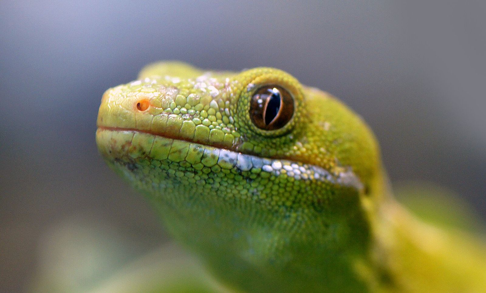 Northland Green Gecko