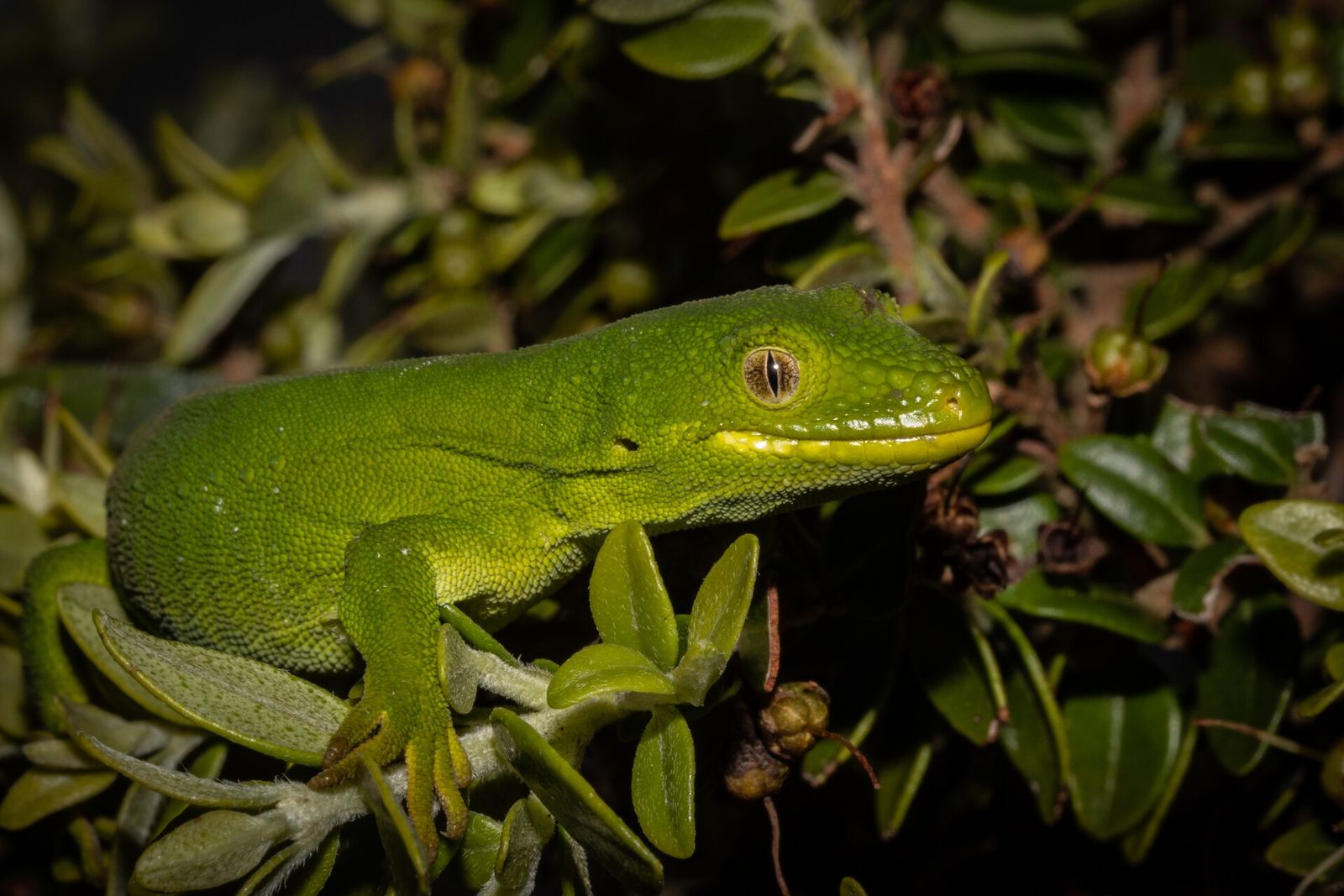 Marlborough Green Gecko