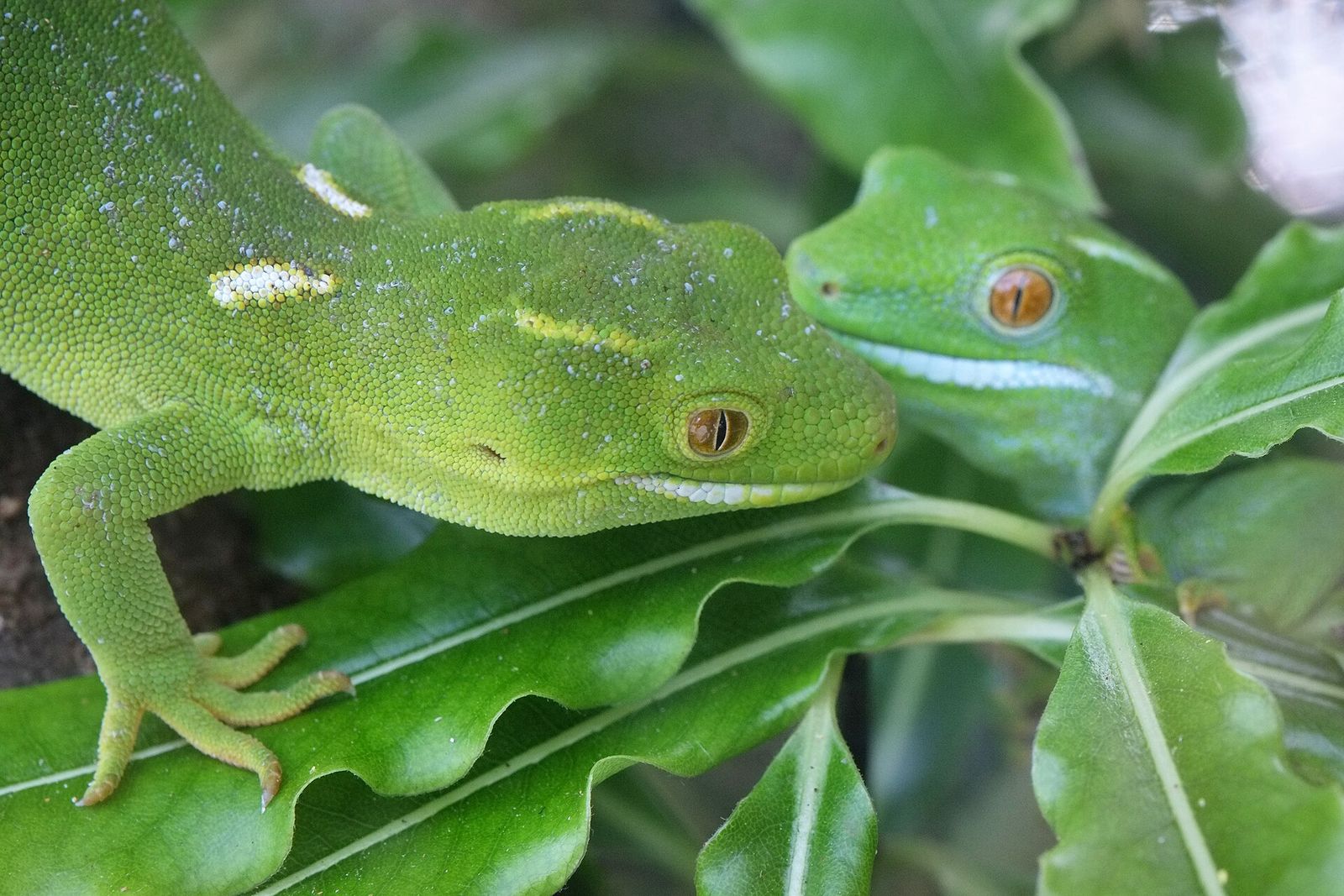 Barking Gecko