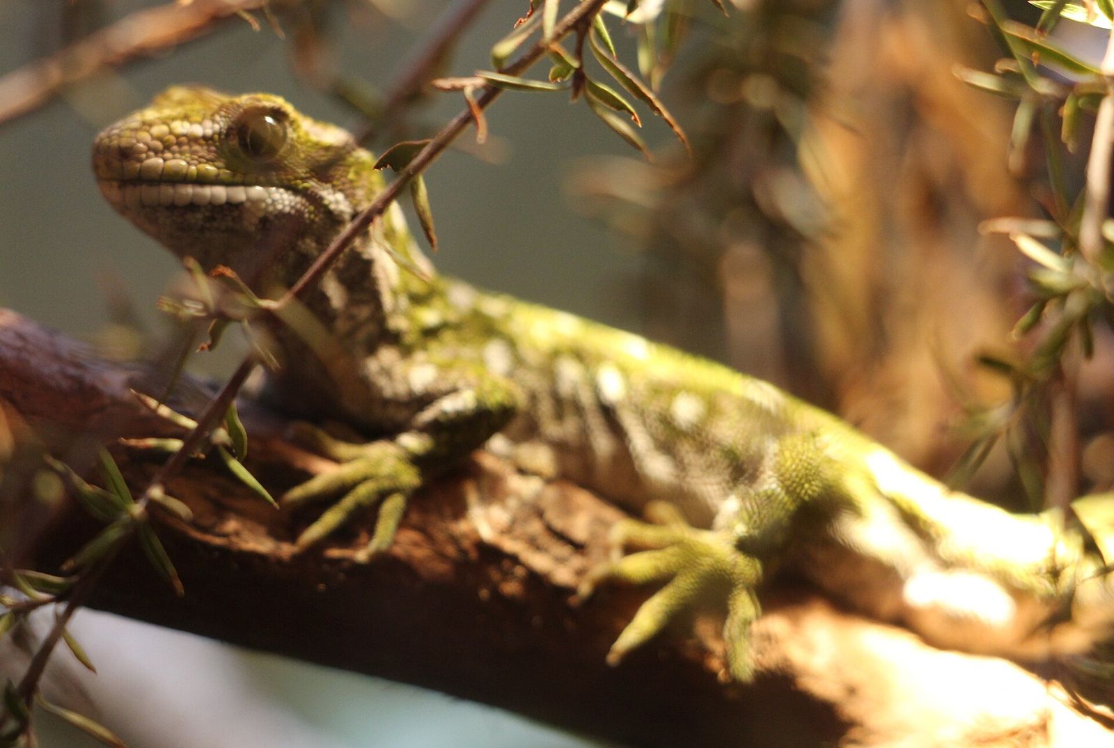 Rough Gecko