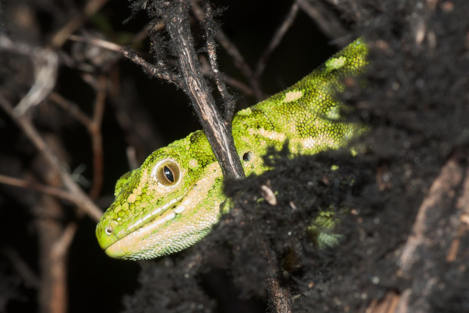 West Coast Green Gecko