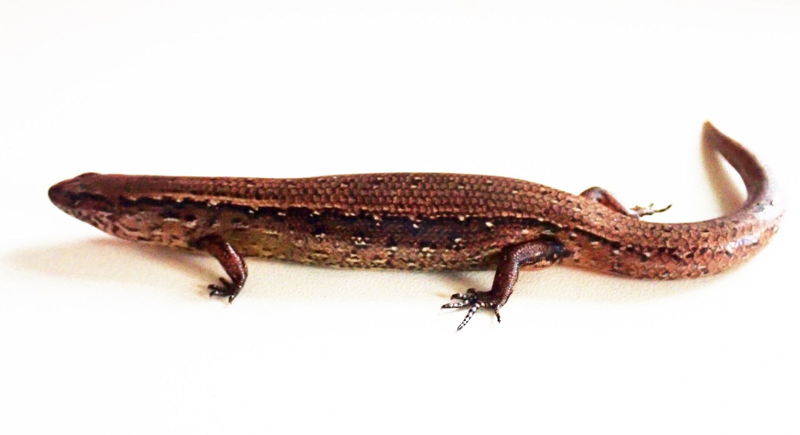 Copper Skink
