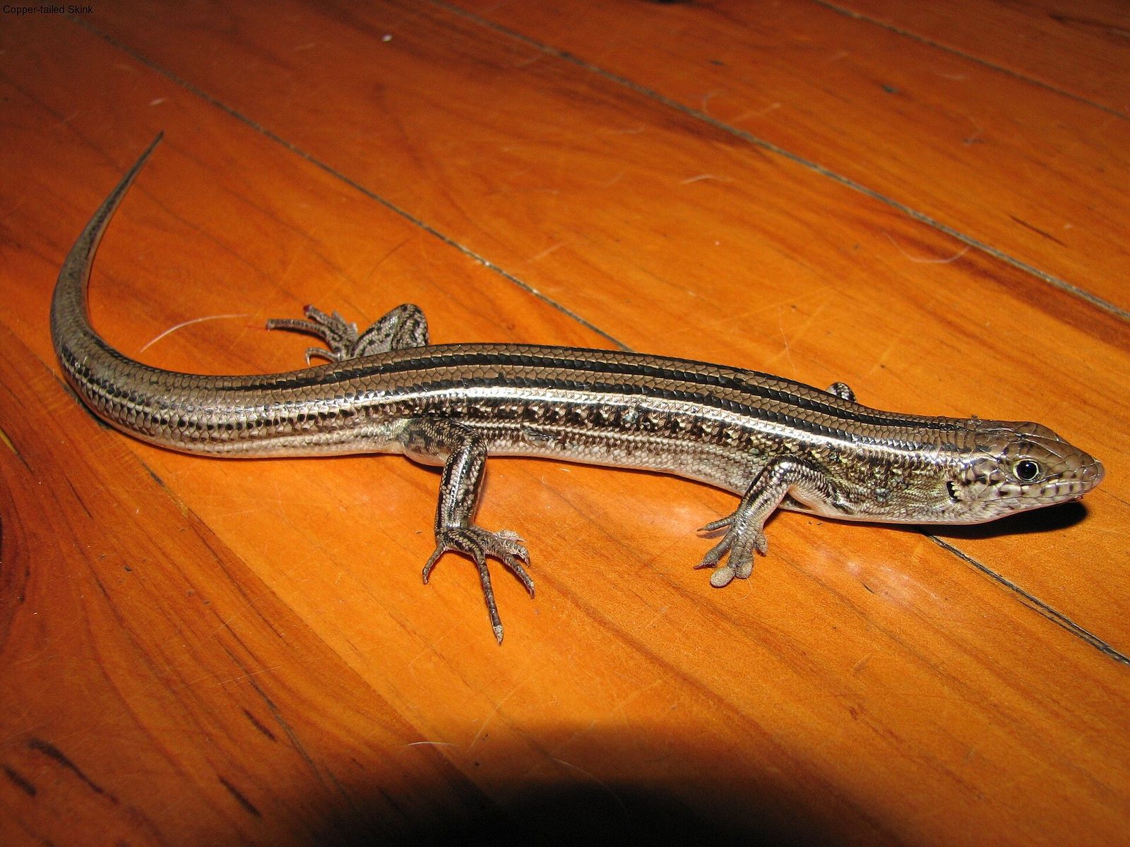 Robust Skink