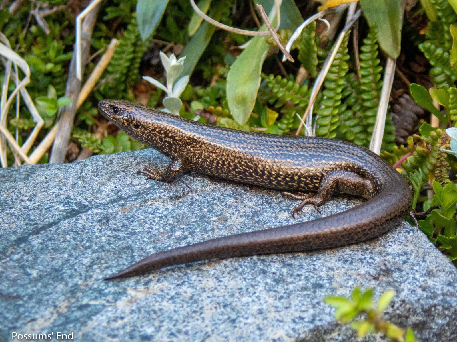 Awakopaka Skink