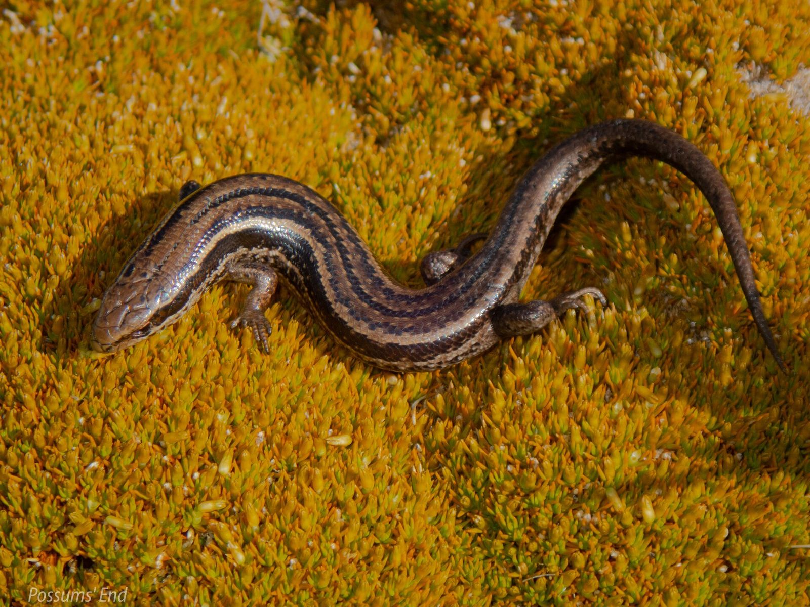 Burgan Skink