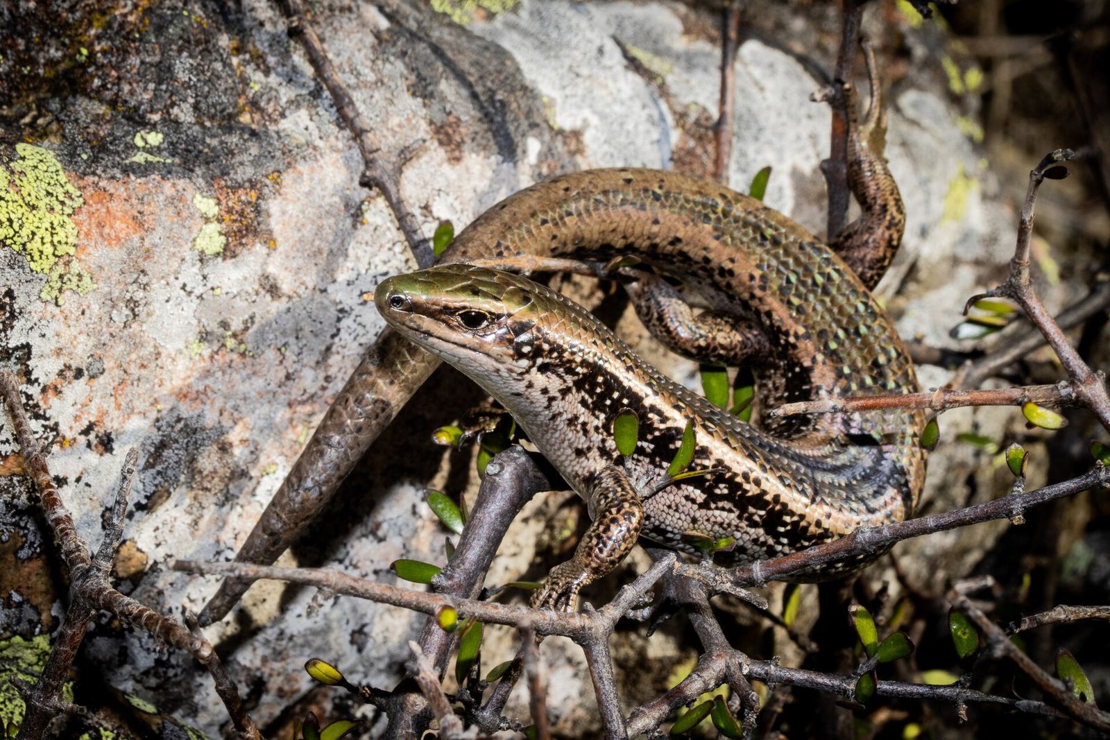 Green Skink