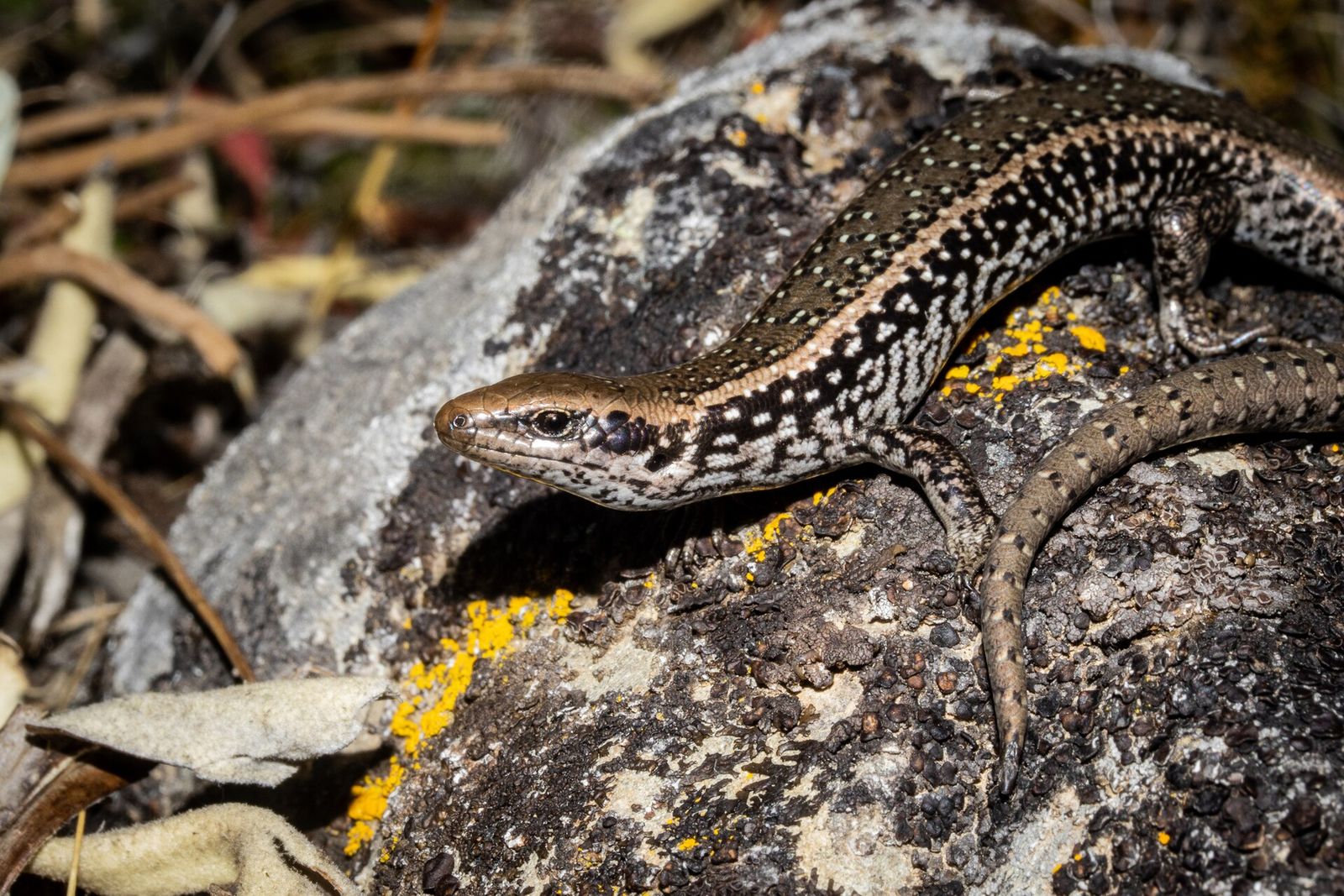 South Marlborough Spotted Skink