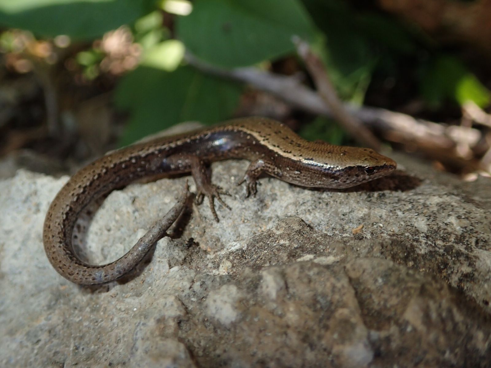 Hardy's Skink