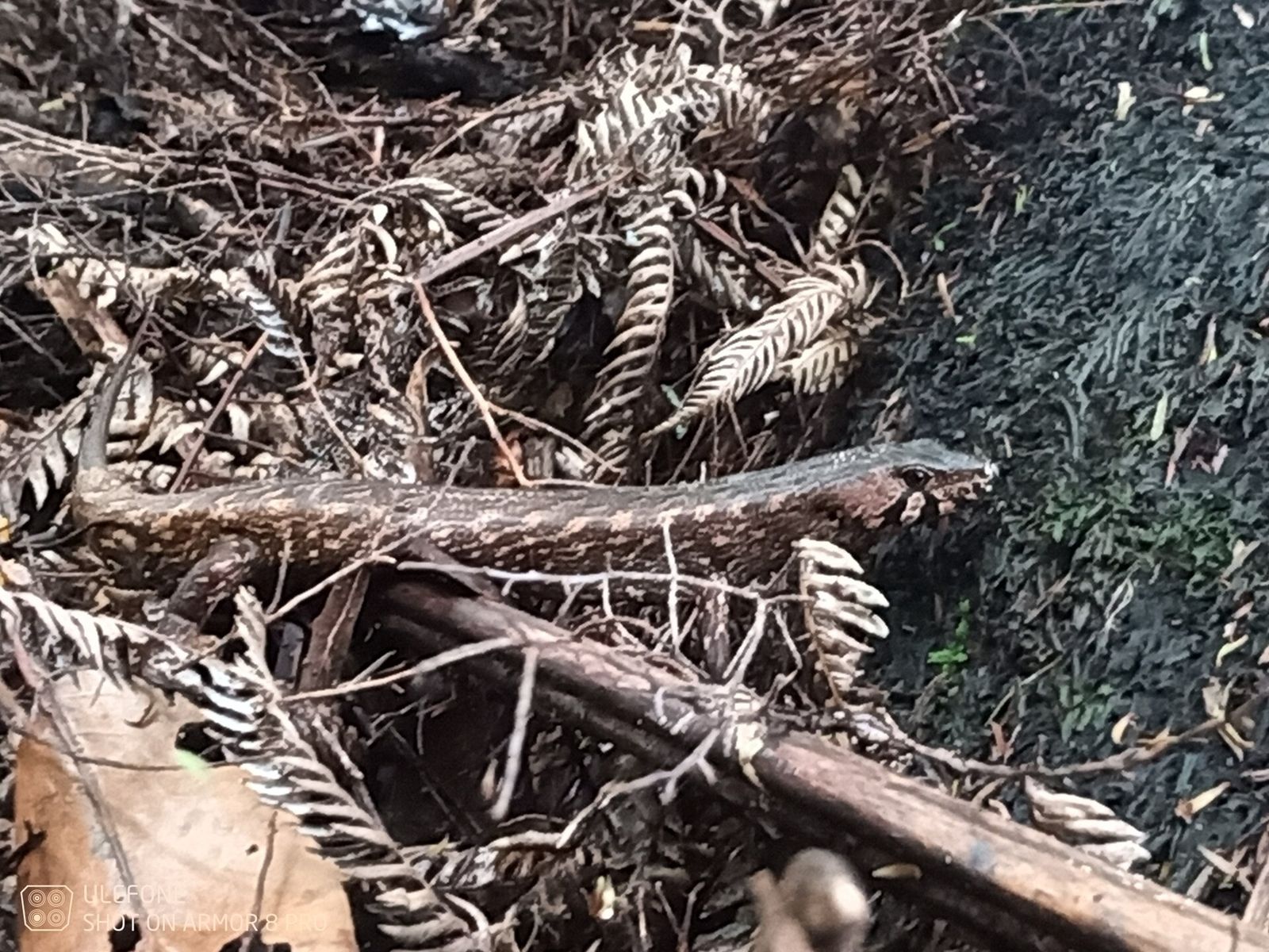 Chevron Skink